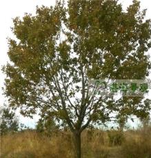 蒙古栎25-40cm精品、一*树