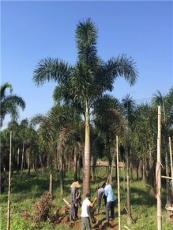 供应优质狐尾椰子大小规格都有，福建漳州货源