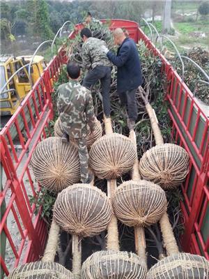 高分枝精品桂花