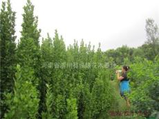2米北海道黄杨产地、价格，河南花木基地供应优质2米北海道黄杨