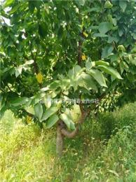 山西櫻桃樹價(jià)格～3公分櫻桃樹多少錢？5公分櫻桃樹價(jià)格？