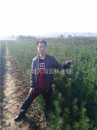 白皮松小苗價(jià)格，白皮松杯苗，50公分/80公分/1米白皮松
