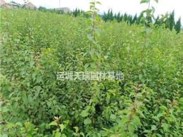 連翹苗1畝地種植多少棵？2年連翹苗價(jià)格？連翹苗的種植與管理？