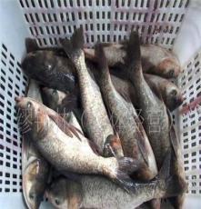 批发供应草鱼,水产鱼类,淡水鱼，鳊鱼