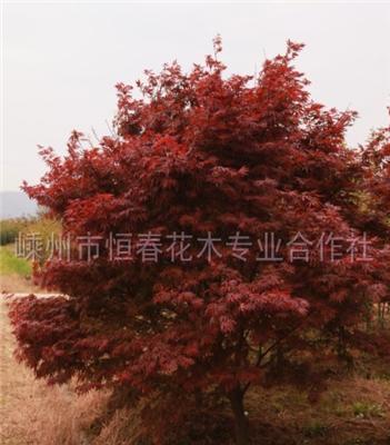 紅楓、樂昌含笑、杜英、馬褂木、紅白黃玉蘭