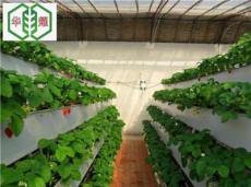供应草莓立体种植槽-提高育苗存活率-病虫害少