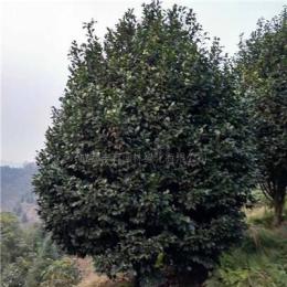 四川[產(chǎn)品]/四川茶花樹(shù)，5-15公分10價(jià)格/報(bào)價(jià)