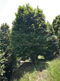四川茶花2介紹/特征/用途