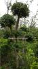 枸骨树、月季、水仙花、绿箩、罗汉松、金钱树，巴西木