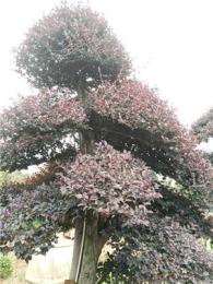 红花继木古桩