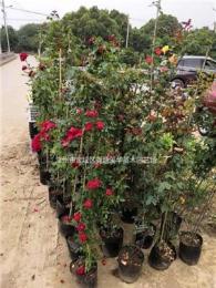 常州月季专业种植【爬墙月季】【树状月季】【蔷薇】，基地批发