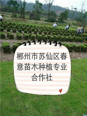 马尼拉草供应价格