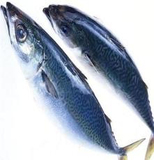 冷冻鲅鱼供应批发-丹东海产品