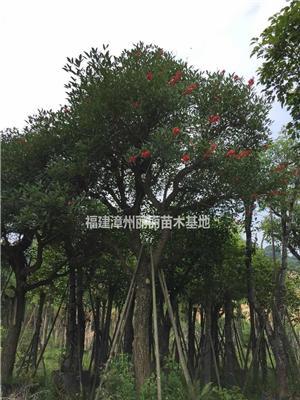 福建25公分雞冠刺桐哪里好/哪家便宜