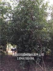 安徽合肥地区供应1-20公分椤木石楠、合肥椤木石楠供应商
