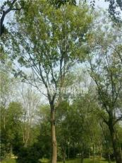 朴树哪里便宜 广西桂林朴树新价格 朴树20-50cm