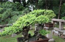 室内盆栽哪里买园林绿化景观设计贵州常青园林建设有限公司