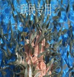 優(yōu)質(zhì)溫泉魚苗