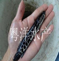 广州粤洋水产大量批发乌鱼苗