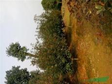 湖北咸宁出售桂花树，香樟，马褂木，丹桂，朴树等绿化苗木