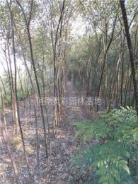 河南國槐,國槐規(guī)格齊全,國槐行情價格