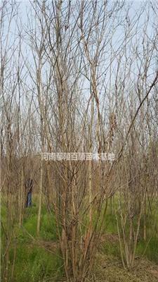 河南鄢陵批发供应0.5-3米冠幅丛生紫薇