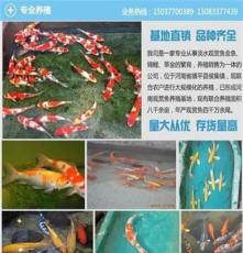河南锦鲤零售、汇统观赏鱼专业养殖(查看)