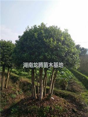 大楊梅樹價格、楊梅樹圖片 大量批發(fā)楊梅樹