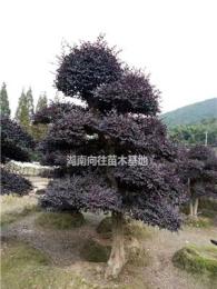 湖南[產品]/湖南造型紅花繼木價格/報價