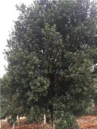 楊梅報價/湖南楊梅報價
