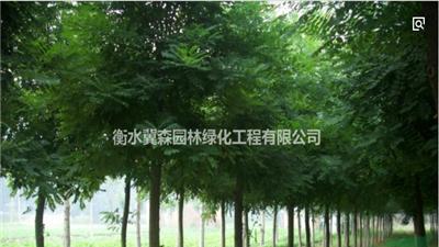 衡水自家苗圃大量供應(yīng)千頭椿/千頭椿批發(fā)價(jià)