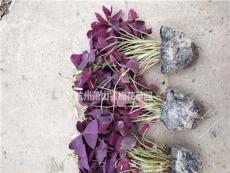 紫叶醡浆草杯苗 盆苗
