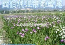 可供杭州萧山黄花鸢尾2000万芽，水葱1000万芽。欢迎购买