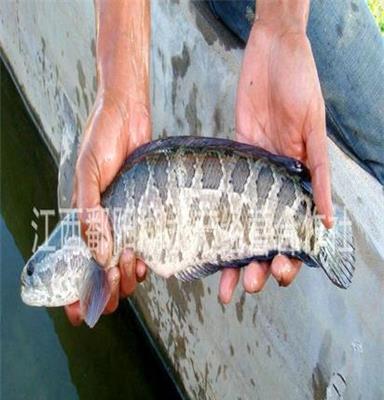 全国最优价大量供应鄱阳湖优质食用药材级黑鱼（乌鱼）