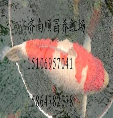 售2013高檔日本錦鯉魚苗御三家紅白大正三色昭和三色錦鯉水花魚苗