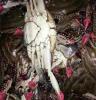 供应莱州湾海捕野生梭子蟹，大籽蟹，红膏蟹，公蟹品质保证