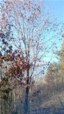 蒙古栎，胸径8-35公分的蒙古栎价格，蒙古栎图片，蒙古栎价格