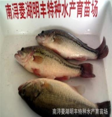 优惠供应无公害绿色水产品适宜钓鱼场垂钓的各种优质鱼类