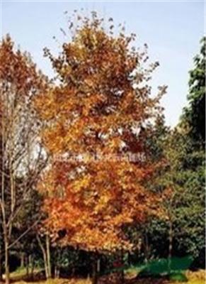 自產(chǎn)自銷南京地區(qū)10公分 13公分楓香價(jià)格 楓香供應(yīng)