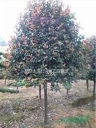 湯泉提供2米-4米冠紅葉石楠球低價供應(yīng)