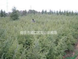 南京湯泉提供6米雪松價格 南京白云苗圃