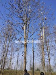 江蘇供應(yīng)南京常年供應(yīng)16—20公分馬褂木/精品馬褂木中介勿擾規(guī)格齊全