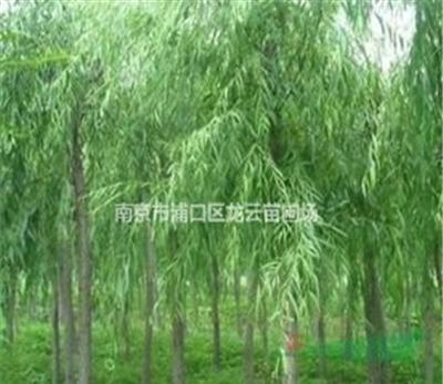 供應(yīng)南京湯泉5公分10公分垂柳價格 大量銷售