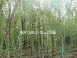浙江5公分 10公分 12公分垂柳大量供應 精品垂柳基地