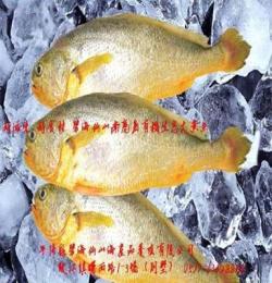 厂家直销南麂岛大黄鱼、海产品 水产海鲜