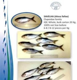 进口 优质 巴西 西鲱鱼 长期供应 货源稳定 青岛海鲜 海鲜