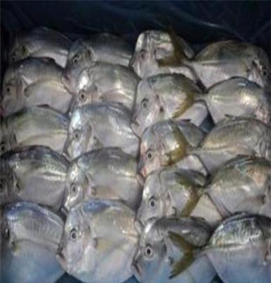 南美月亮鱼冷冻水产品 海鲜产品