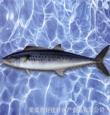 提供优质马鲛鱼 冷冻粗加工水产品 量大从优 健康食品 图