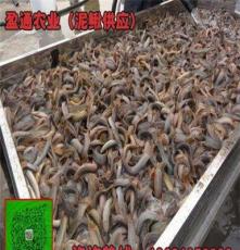 泸州县台湾泥鳅成年鳅专业养殖场直销供应