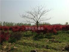 江苏大量销售地径2---15公分的日本红枫